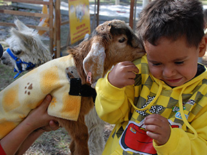 Animals Playgroup