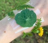 Gooseberry Hill Nature Bracelets 02